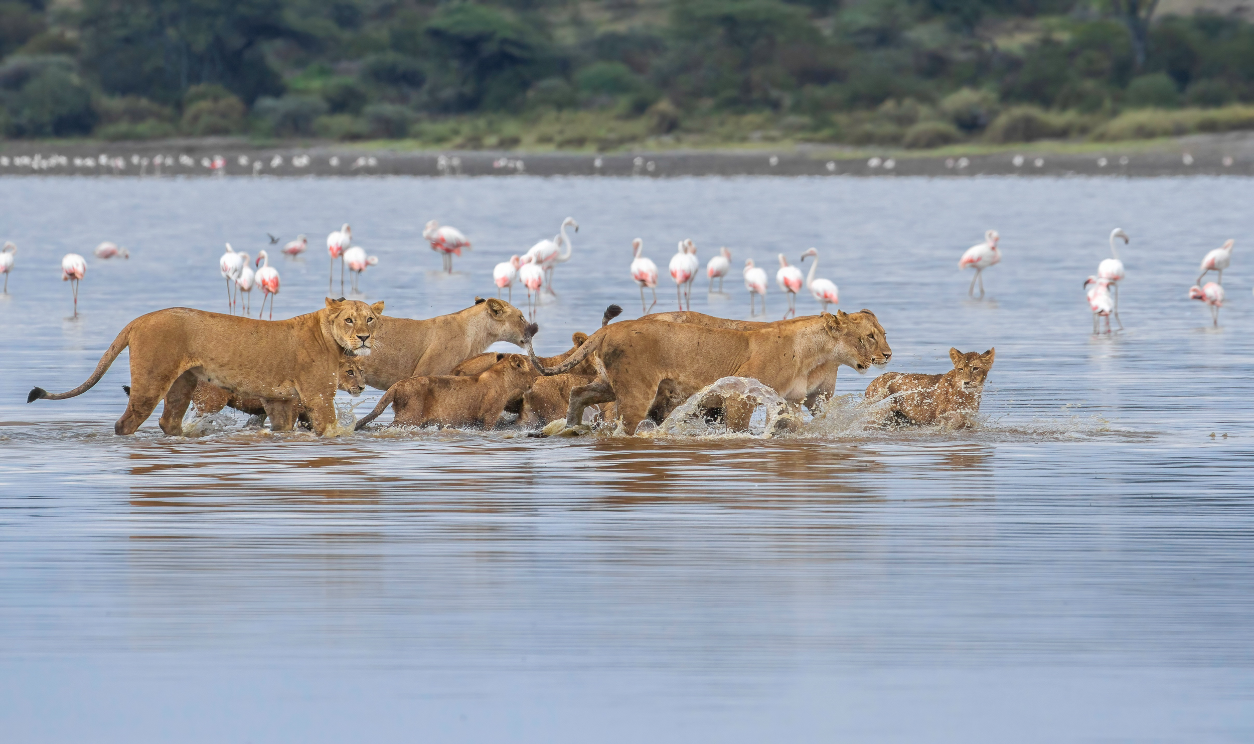 Full Tanzania VIP Grand Tour